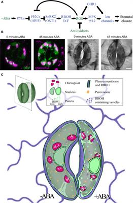 The Role of ROS Homeostasis in ABA-Induced Guard Cell Signaling